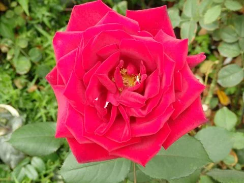 Red rose bloomed Stock Photos