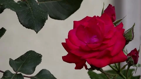 Red Rose Bloomed on the plant Video stock 274054328