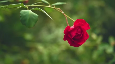 Red rose blooming in a garden Stock Footage 293135955