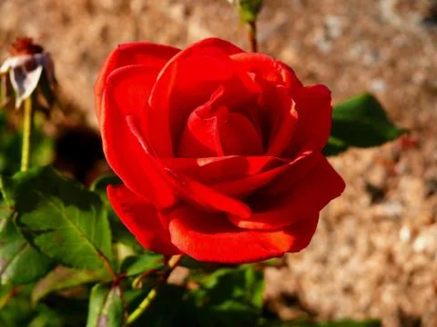 Red rose blooming Stock Photos