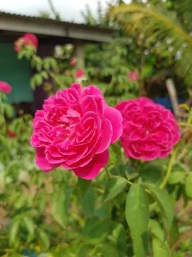Red rose blooming Stock Photos