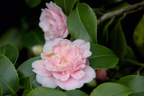 Red rose blooming Stock Photos
