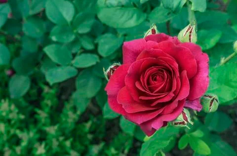 Red Rose. Blooming red rose in the city garden. Stock Photos
