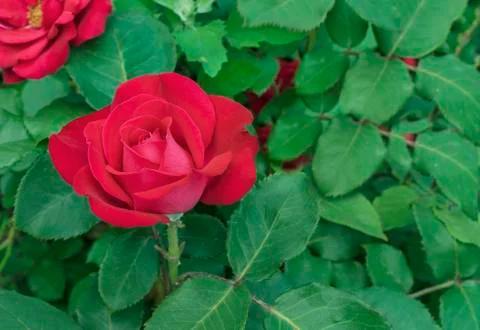Red Rose. Blooming red rose in the city garden. Stock Photos