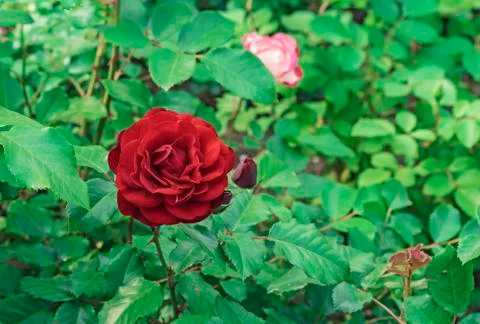 Red Rose. Blooming red rose in the city garden. Stock Photos