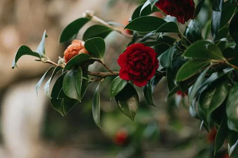 A red rose blooming in the spring from a tree on colorful tones with copy spa Stock Photos