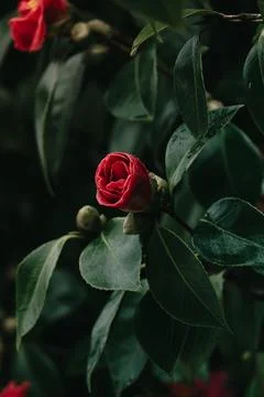 A red rose blooming in the spring from a tree on colorful tones with copy s.. Stock Photos