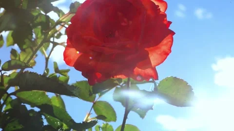 Red rose blooming on stem against sky Stock Footage 316410734
