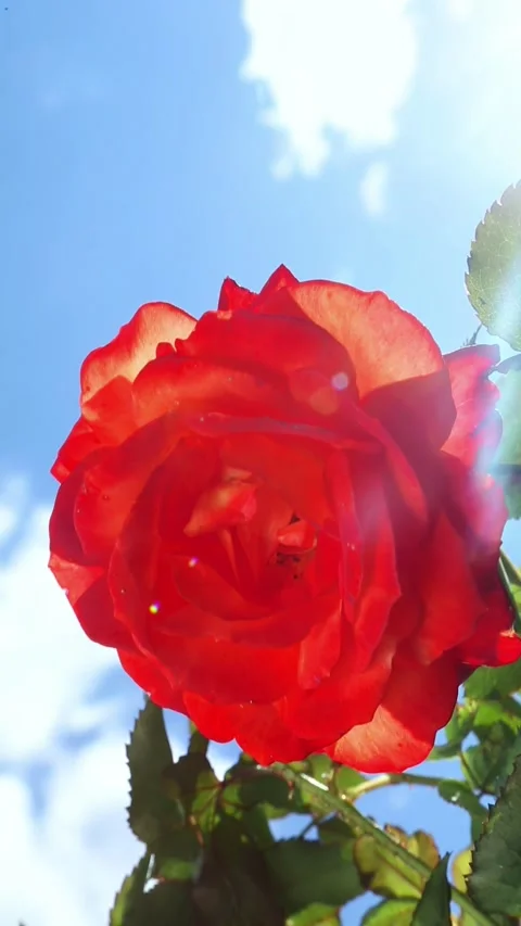 Red rose blooming on stem under daylight sky Video stock 316543331