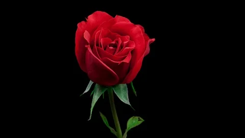 Red rose blooming timelapse Stockbeeldmateriaal 109097316