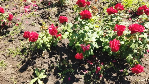 A red rose blooms. Stock Footage 157266605