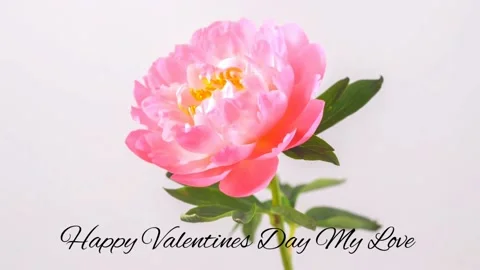 Red Rose Blooms Stock Footage 233047611