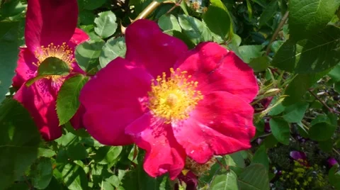 Red rose blossom Stock Footage 51385767