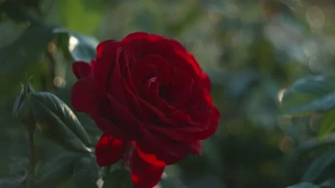 Red rose blossom Stock Footage 194909675