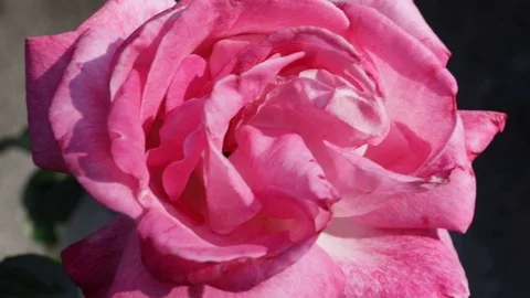 Red rose blowing close up Stock Footage 109514479