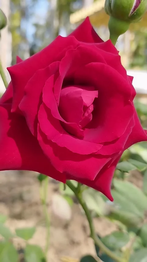 Red Rose Blowing Wind in the Air Spring Season Stock Footage 330155840