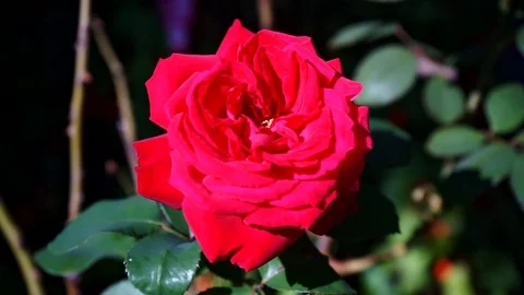 Red rose blowing in the wind Stock Footage 118081137