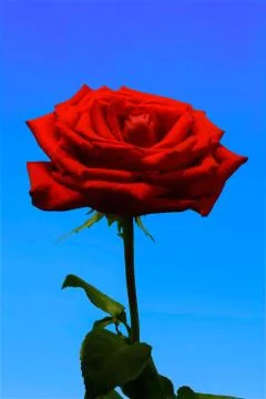 Red rose on a blue background. Stock Photos