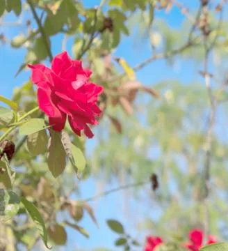 Red rose with blue sky Stock Photos