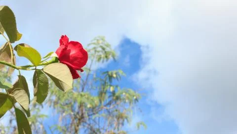 Red rose with blue sky Stock Photos