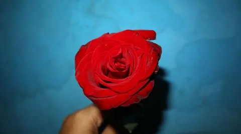 Red Rose with blue texture background Foto stock