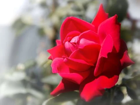 Red rose on blurred background Stock Photos