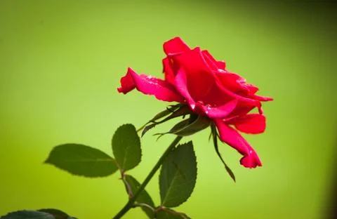 Red rose on blurred background Stock Photos