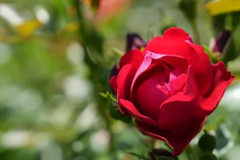 Red rose on a blurred background Foto stock