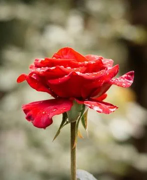 A red rose on a blurred light background Stock Photos