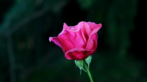 Red Rose. Blurry background. Stock Footage 36717725