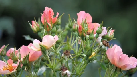 Red rose  with bokeh Stock Footage 116198622