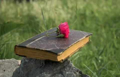 A red rose on the book Stock Photos