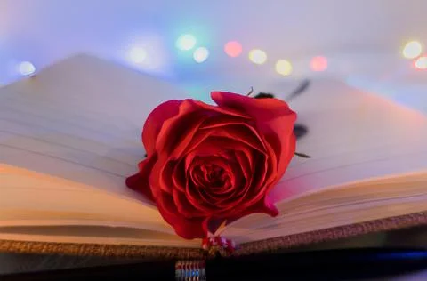 Red rose in a book. 스톡 사진