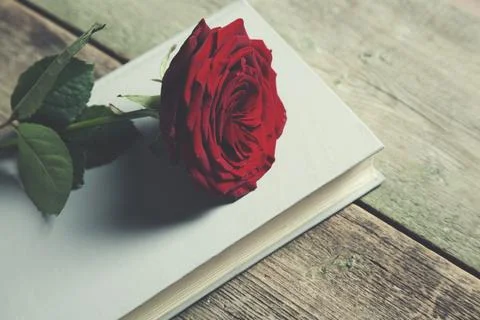 Red rose on book Stock Photos