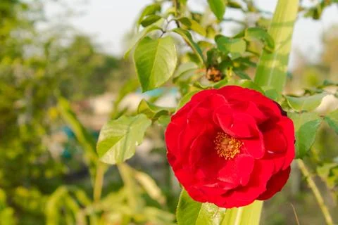 Red Rose at Bottom Right with Soft Yellow Light of Sunset Stock Photos
