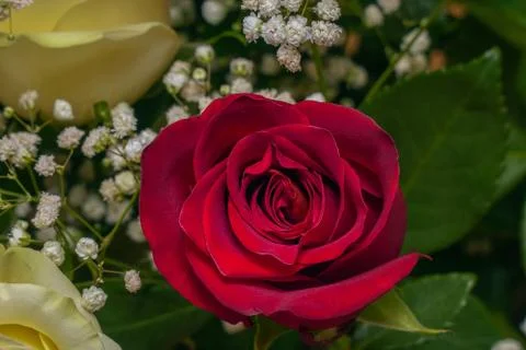 Red rose in a bouquet Stock-Fotos