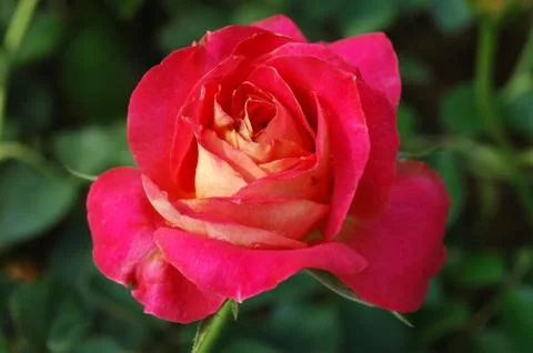 Red Rose on the Branch in the Garden ** note select focus with shallow depth Stock Photos
