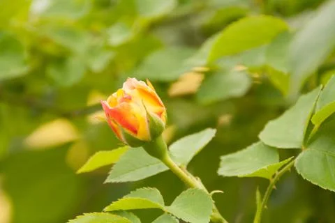 Red Rose on the Branch Stock Photos