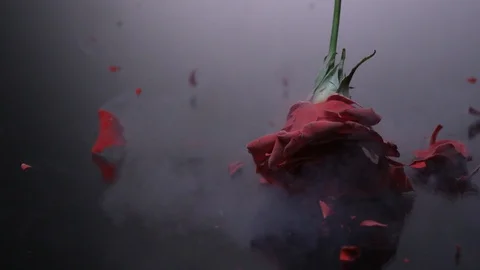 Red Rose Breaks On Black Background In Ultra Slow Motion Video stock 104520925