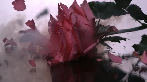 Red Rose Breaks On White Background In Ultra Slow Motion Video stock 104579656