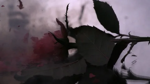 Red rose breaks on white background in ultra slow motion Video stock 104580551