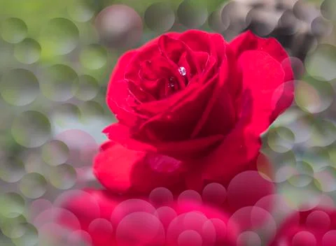 Red rose with bubble Stock-Fotos