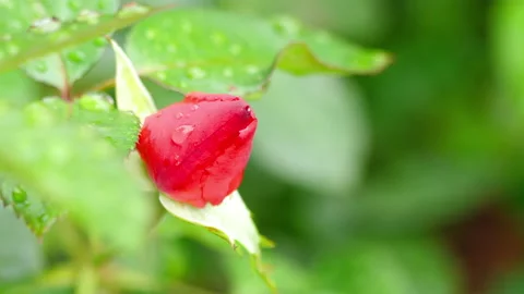 Red rose bud after rain Video stock 138300875