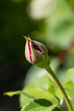 Red rose bud beginning to bloom with soft green bokeh background in natural.. Foto stock