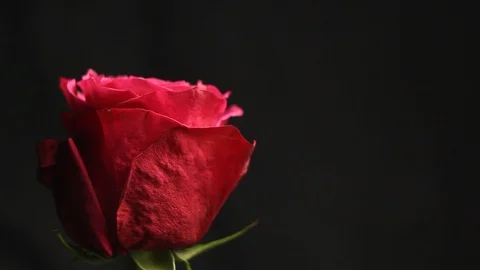 Red rose bud on a black blurred background. white smoke from a hookah envelops Stock Footage 106068532