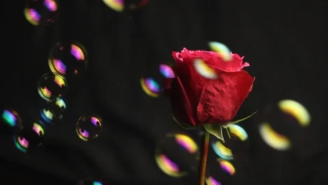 Red rose bud on a black blurred background. close-up. air bubbles fall Stock Footage 106068877