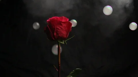 Red rose bud on a black blurred background. close-up. air bubbles fall Stock Footage 106069190