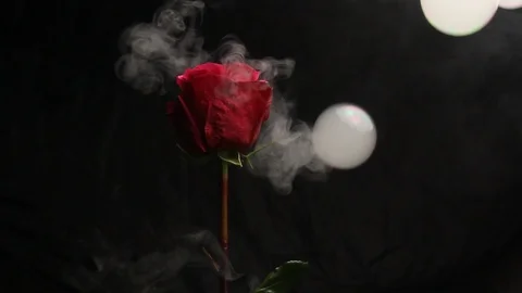 Red rose bud on a black blurred background. air bubbles fall on a flower. bubble Stock Footage 106069267