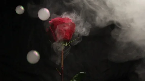 Red rose bud on a black blurred background. close-up. air bubbles fall Stock Footage 106069370