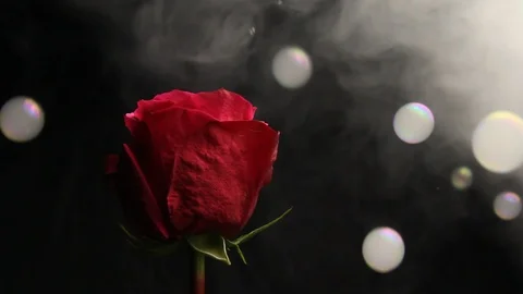 Red rose bud on a black blurred background. white smoke from a hookah envelops Stock Footage 106069563
